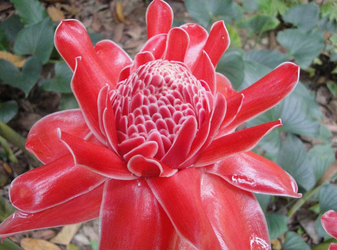 Blume im Khao Sok Nationalpark