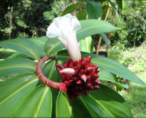 Khao Sok Nationalpark