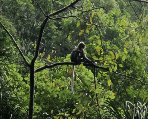 Dschungel um Krabi