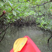 Canoeing through the mongroves