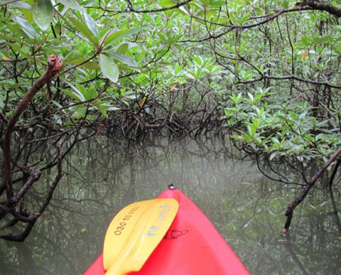 Canoeing through the mongroves