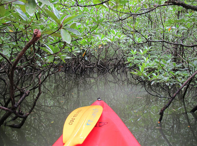 Canoeing through the mongroves