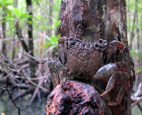In den Mangrovenwäldern