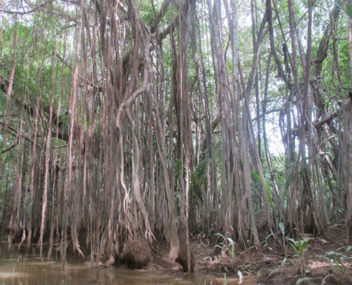 Mangrove forest in Little Amazon
