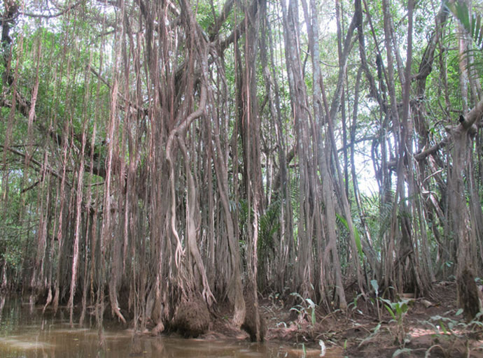 Mangrovenwälder in Little Amazon