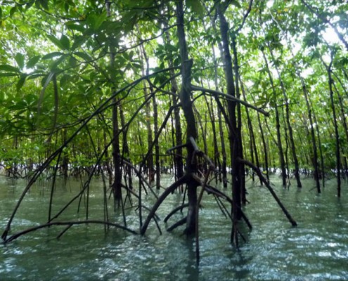 Mangrovenwälder bei Phang Nga