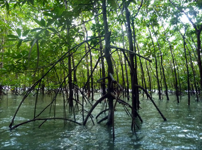 Mangrovenwälder bei Phang Nga