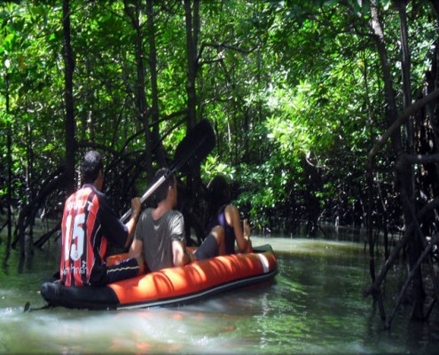 Cayaking in the Mangroves