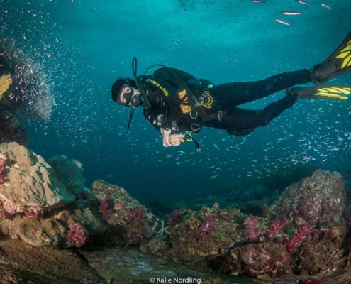 Sea Turtle Divers