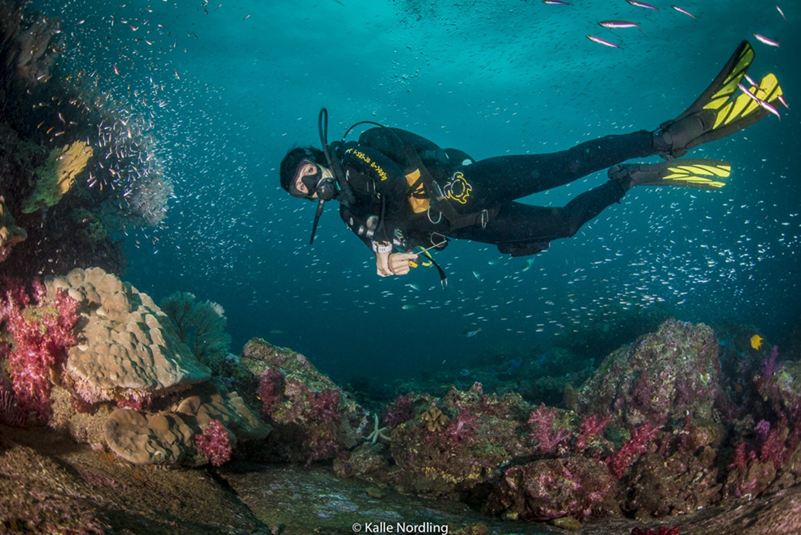 Sea Turtle Divers