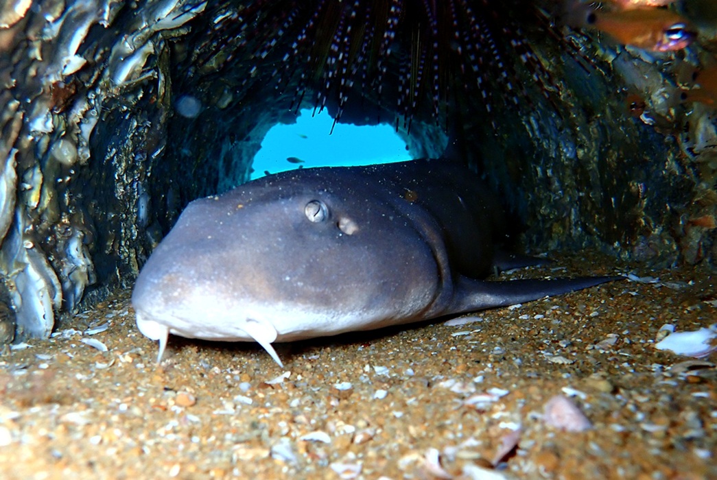 Haifische auf den Similans