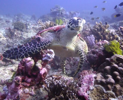 Schildkröten auf den Similans