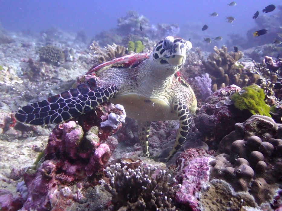 Schildkröten auf den Similans