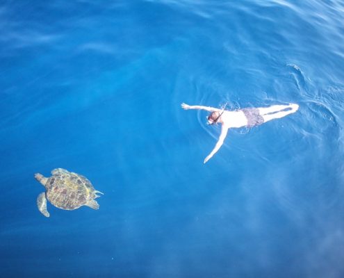 Schwimmen mit Turltes, Khao Lak, Turltes