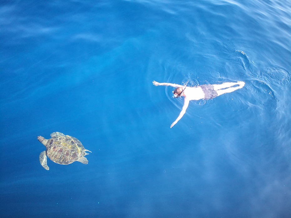 Schwimmen mit Turltes, Khao Lak, Turltes