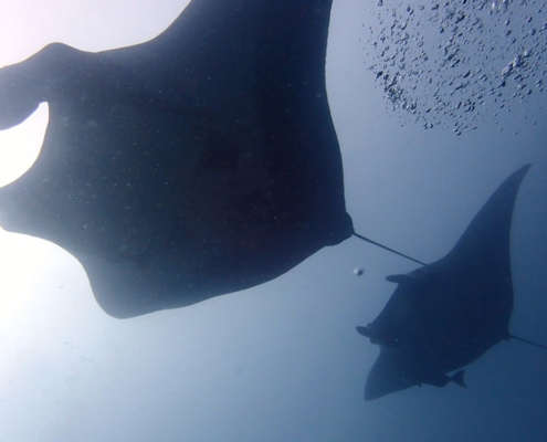 Mantas, Similans, Koh Bon, Thailand