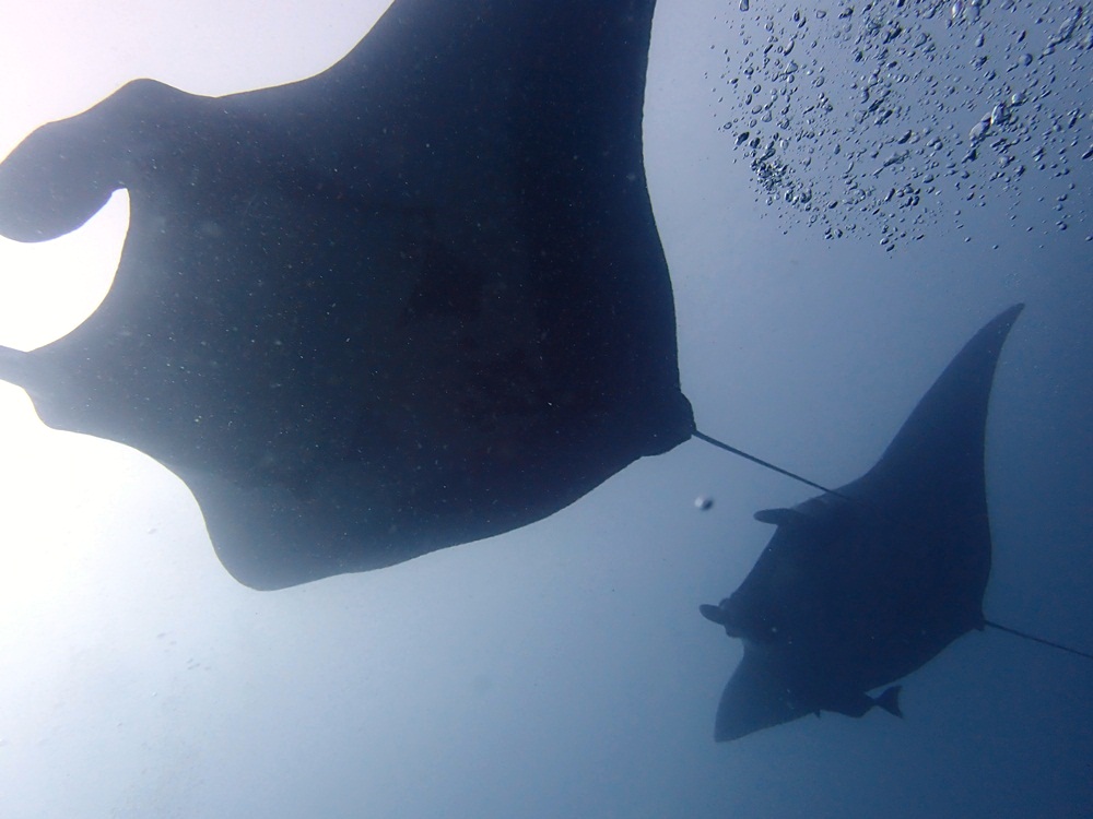 Mantas, Similans, Koh Bon, Thailand