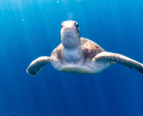 Sea Turtle Divers - diving in Khao Lak Thailand