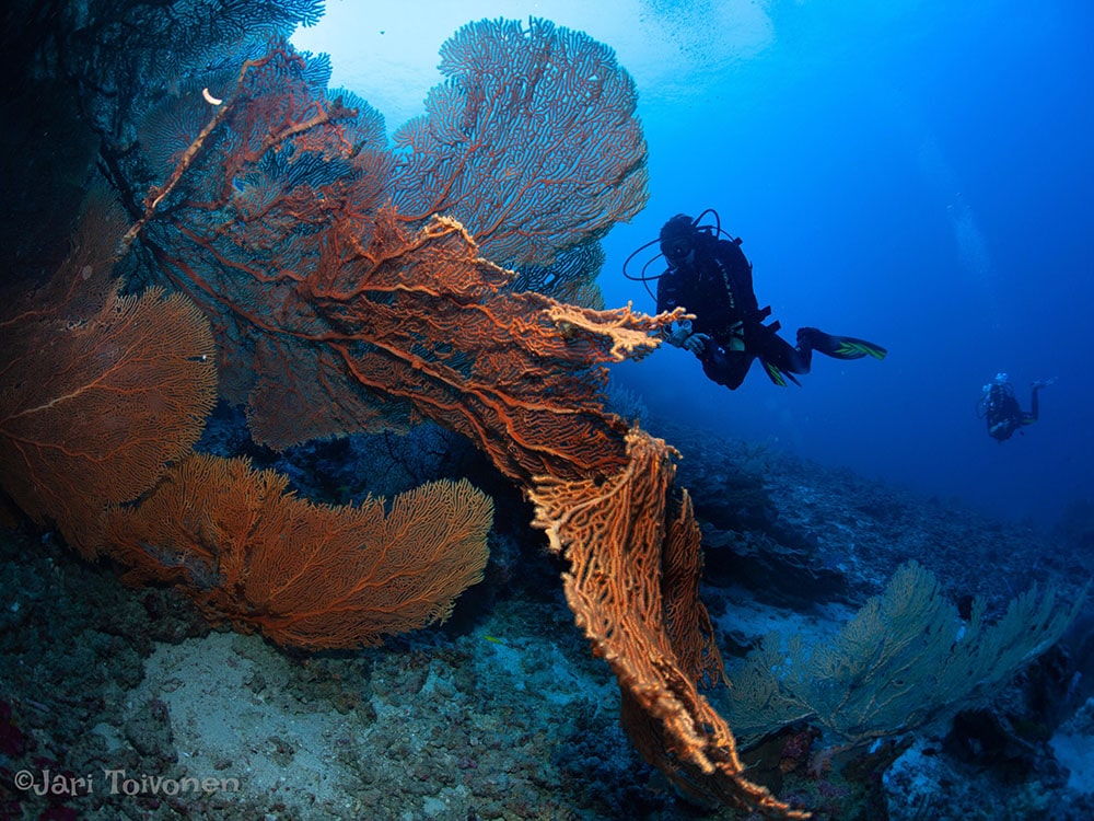 Tagestouren Tauchen mit Sea Turtle Divers