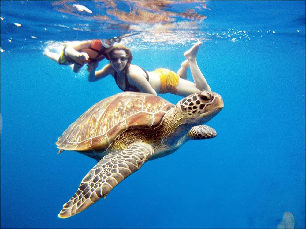 Schnorcheln mit Sea Turtle Divers