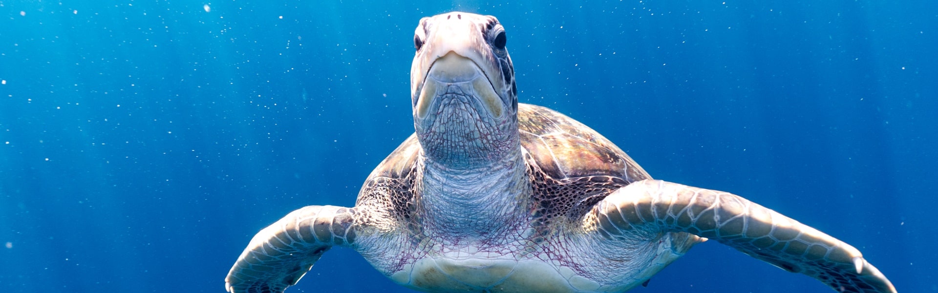 Tauchsafaris mit Sea Turtle Divers